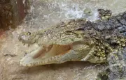 Israël : des crocodiles pour dissuader les évasions de prisonniers palestiniens