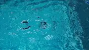 Isère : un enfant de deux ans meurt noyé dans une piscine familiale