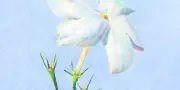 Jasmin : la délicate reine de la nuit en Provence
