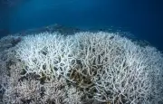 Juin 2026 : océans les plus chauds jamais enregistrés, records à venir