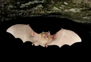 La botte secrète des chauves-souris pour résister aux virus
