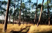 Landes : une forêt née du désert et façonnée par l'homme