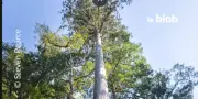 L'arbre le plus haut d'Asie de l'Est mesuré : 102,3 mètres