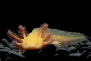 L'axolotl et le secret des cellules qui rembobinent