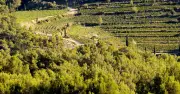 Le climat provençal : un atout majeur pour les vins de Provence