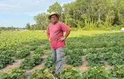 Le cornichon français renaît, Reitzel vise 10% du marché d'ici 2030