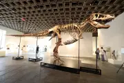 Le dinosaure, nouveau trophée des ultra-riches