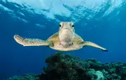 Le mystère des années manquantes des tortues marines enfin résolu