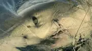 Le plus grand requin blanc de l'Atlantique se dirige vers le Canada