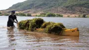 Le Salagou nettoyé de ses herbes aquatiques par des bénévoles