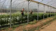 Les Agriculturelles de l'Abrix : ferme ouverte à Montaren le 17 juillet