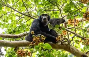 Les animaux ont-ils une culture ? Ce que révèlent les études