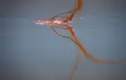 Les eaux brunes du Pays basque: enquête sur les microalgues Ostreopsis