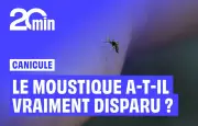 Les moustiques ont-ils disparu pendant la canicule ?