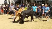 Les pitchouns rois de l'arène à l'abrivado di pitchoun