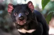 Les prédateurs carnivores d'Australie : diable, dasyure et dingo
