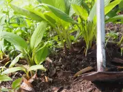 Les racines des plantes contournent les végétaux en décomposition