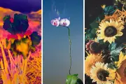 Les Rencontres d'Arles 2026 : les fleurs à l'honneur dans trois expositions