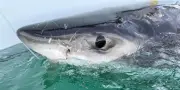 Les requins blancs s'installent dans le golfe du Saint-Laurent