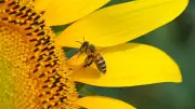 Loi d'urgence agricole : le retour contesté de deux pesticides tueurs d'abeilles