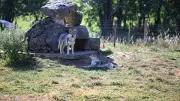 Loi d'urgence agricole : tirs de défense contre le loup sans autorisation