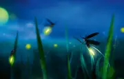 Luciole fantôme bleue : une lumière continue et un dimorphisme saisissant