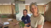 Lutte contre l'ambroisie à feuilles d'armoise en Lozère : détection et destruction rapides