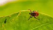 Maladie de Lyme : un patient raconte son calvaire et appelle à la vigilance