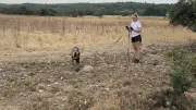 Mantrailing à Nîmes : une activité olfactive pour chiens