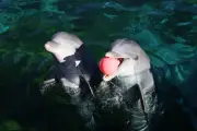 Marineland : huit dauphins transférés en Espagne, les militants dénoncent une trahison