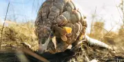 « Mission Pangolin » : six ans avec Kosha, la pangoline