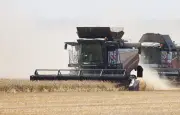 Moisson de blé en repli de 4% en France malgré des surfaces en hausse