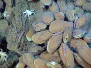 Mollusques menacés par l'exploitation minière des grands fonds marins