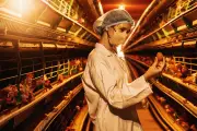 Mon pire job d'été : je tombe dans les pommes dans le poulailler