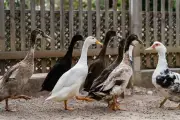 Monaco : canards et poules rejoignent le parc Princesse-Antoinette