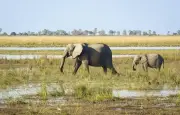 Mort de 15 éléphants au Kenya : empoisonnement par des tomates au cyanure
