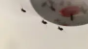 Moustiques : chute spectaculaire des cas de dengue et chikungunya en 2026