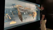 Musée de Lodève : 540 millions d'années d'histoire en un parcours