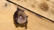 Natura 2000 lance un appel pour recenser les chauves-souris en Lozère