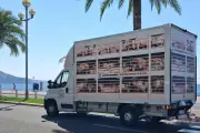 À Nice, un camion de Peta diffuse les cris de cochons agonisants