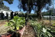 À Nice, un squat transformé en jardin partagé de 20 parcelles