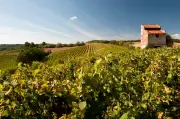 Notre sélection de vins blancs et rosés du Sud-Ouest pour l'été