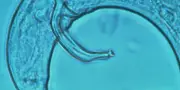 Nouveau foyer de nématode du pin détecté à Lescar : menace forestière