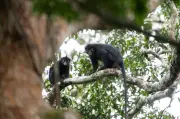 Nouvelle espèce de singe aux lèvres orange découverte en RDC