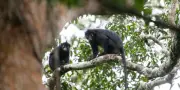 Nouvelle espèce de singe découverte au parc de la Lomami en RDC