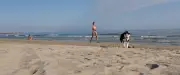 Nouvelle plage dog friendly à Carnon dans l'Hérault cet été