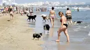 Nouvelle plage pour chiens à Carnon : un succès près de Montpellier