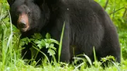 Ours noir suspecté de 14 cambriolages au Japon : la police le traque