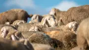Pastoralisme en Cévennes : trois jours de fête et de découvertes