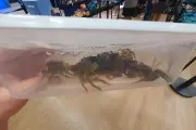 PAZ dénonce la vente de crabes vivants dans un Décathlon à Fréjus